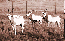 oryx at Rancho Seco