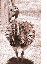 ostrich